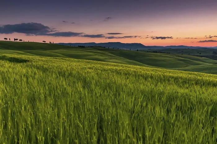 Gerahmter Druck : Toskanische Landschaft mit Maisfeld. Gerahmter Druck : Toskanische Landschaft mit Maisfeld.