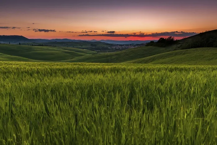 Gerahmter Druck : Toskanische Landschaft mit Maisfeld. Gerahmter Druck : Toskanische Landschaft mit Maisfeld.