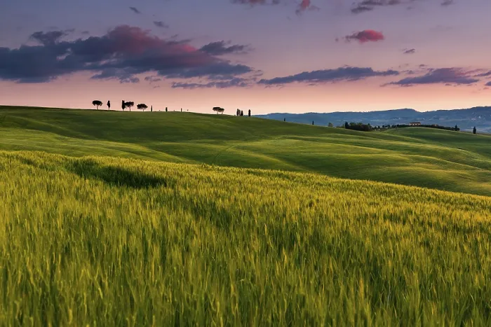 Gerahmter Druck : Toskanische Landschaft mit Weizenfeld.
