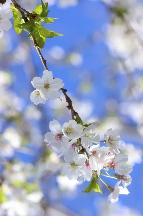Gerahmter Druck : Zweig mit weißen Kirschblüten. Gerahmter Druck : Zweig mit weißen Kirschblüten.