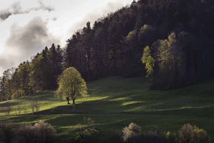 Gerahmter Druck : Zwillingsbaum, Zwillingslimette, Limettenbaum im Frühjahr. Gerahmter Druck : Zwillingsbaum, Zwillingslimette, Limettenbaum im Frühjahr.