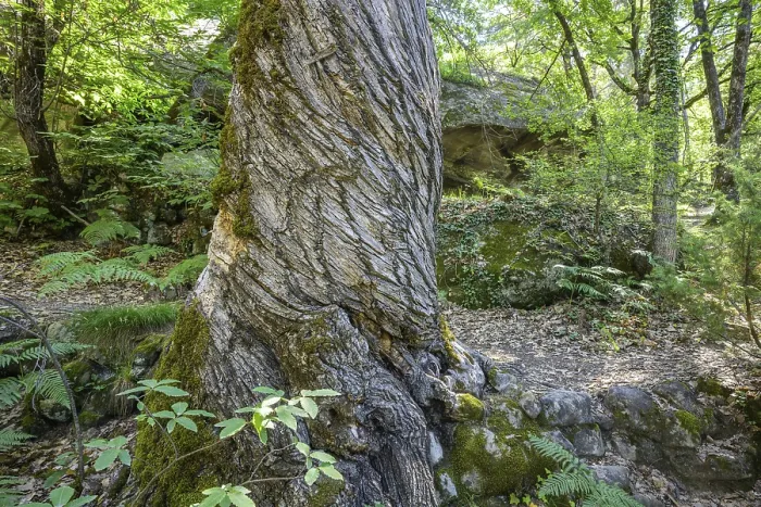 Gerahmter Druck : Verdrehte Baumstamm, Gres d'Annot-Sandstein-Labyrinth-Wanderung. Gerahmter Druck : Verdrehte Baumstamm, Gres d'Annot-Sandstein-Labyrinth-Wanderung.