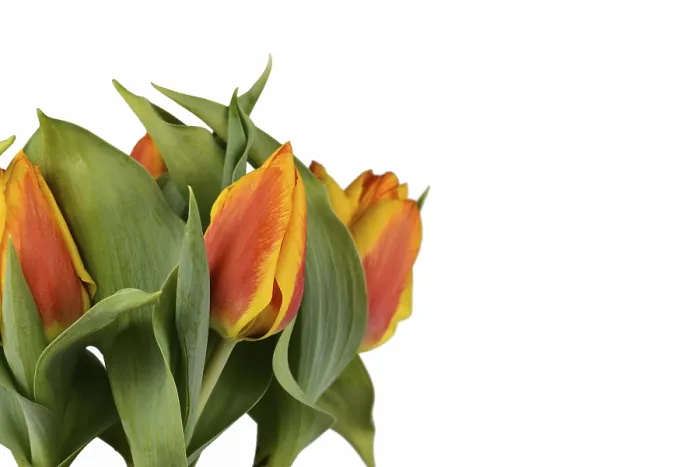 Gerahmter Druck : Zweifarbiger Orangefarben Gerahmter Druck : Zweifarbiger Orangefarben