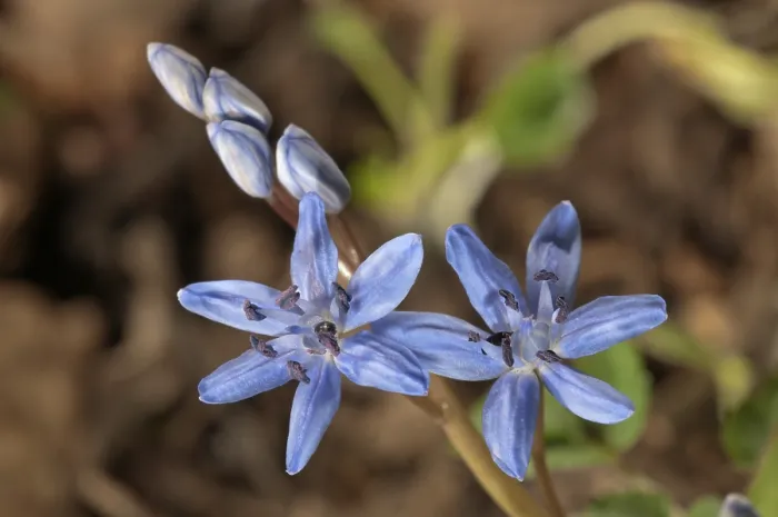 Gerahmter Druck : Zweiblättrige Schachblume (Scilla bifolia) Gerahmter Druck : Zweiblättrige Schachblume (Scilla bifolia)