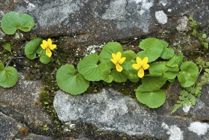 Gerahmter Druck : Zweiblütige Veilchen (Viola biflora) Gerahmter Druck : Zweiblütige Veilchen (Viola biflora)