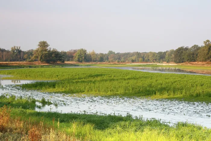 Gerahmter Druck : Typische Biotopen der Flusslandschaft. Gerahmter Druck : Typische Biotopen der Flusslandschaft.