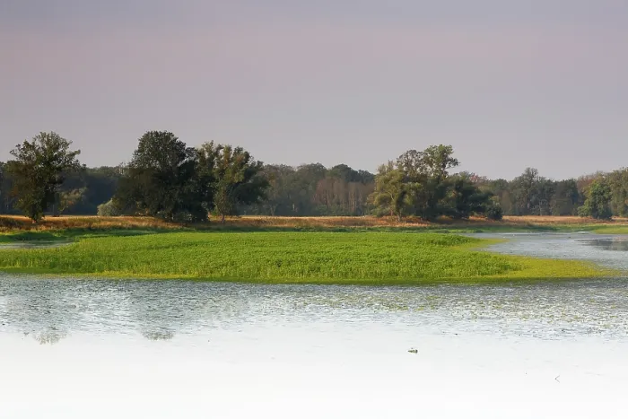 Gerahmter Druck : Typische Biotope der Flusslandschaft. Gerahmter Druck : Typische Biotope der Flusslandschaft.