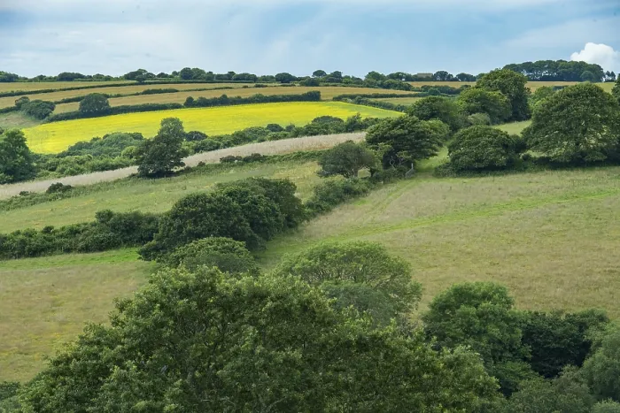 Gerahmter Druck : Typisches Landschaft von Cornwall mit Wiesen. Gerahmter Druck : Typisches Landschaft von Cornwall mit Wiesen.