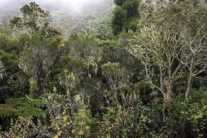 Gerahmter Druck : Dichte Vegetation in einem Wolkenwald mit moosbewachsenen Bäumen Gerahmter Druck : Dichte Vegetation in einem Wolkenwald mit moosbewachsenen Bäumen