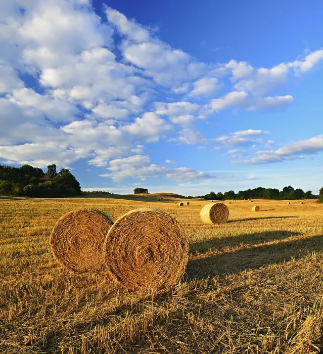 Gerahmter Druck : Typisches hügeliges Landschaft mit Hecken. Gerahmter Druck : Typisches hügeliges Landschaft mit Hecken.