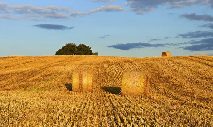 Gerahmter Druck : Typisches hügeliges Landschaft mit Hecken. Gerahmter Druck : Typisches hügeliges Landschaft mit Hecken.