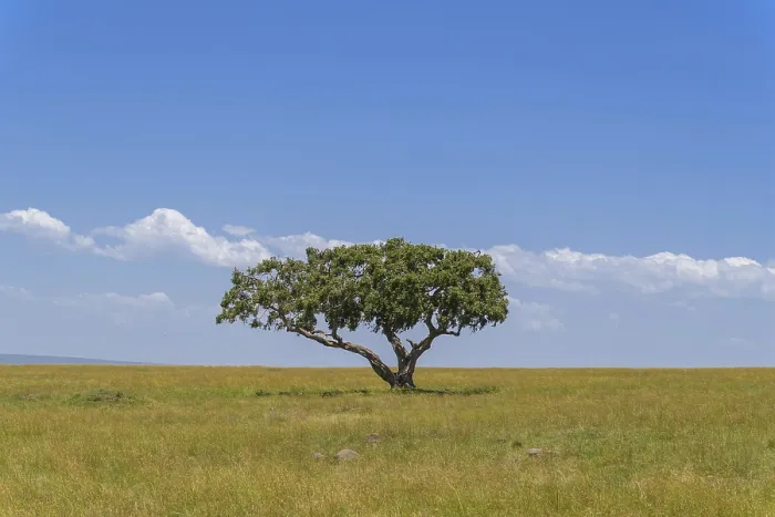 Gerahmter Druck : Typisches Savannen-Landschaft mit Baum. Gerahmter Druck : Typisches Savannen-Landschaft mit Baum.