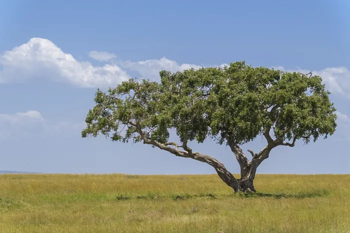 Gerahmter Druck : Typisches Savannen-Landschaft mit Baum. Gerahmter Druck : Typisches Savannen-Landschaft mit Baum.