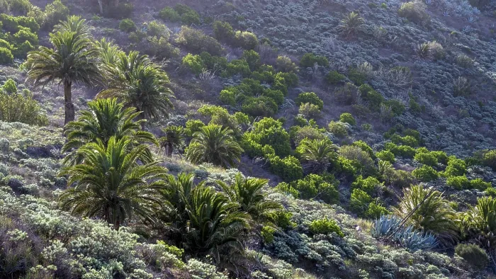 Gerahmter Druck : Typische Vegetation mit Palmenbäumen. Gerahmter Druck : Typische Vegetation mit Palmenbäumen.