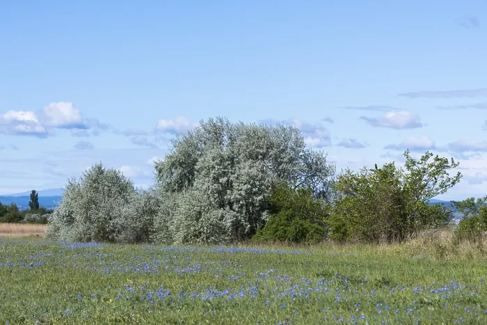 Gerahmter Druck : Frühlingsvegetation mit blühenden Wiesen in Ilmitz, Nationalpark Neusiedler See, Burgenland, Österreich Gerahmter Druck : Frühlingsvegetation mit blühenden Wiesen in Ilmitz, Nationalpark Neusiedler See, Burgenland, Österreich