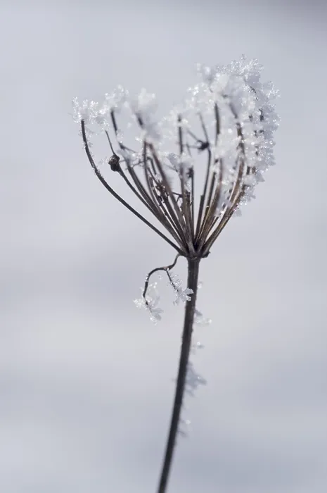 Gerahmter Druck : Regenschirm mit Schneeverwehung Gerahmter Druck : Regenschirm mit Schneeverwehung
