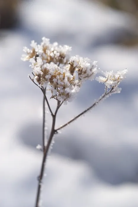 Gerahmter Druck : Umbella mit Schneebesen Gerahmter Druck : Umbella mit Schneebesen