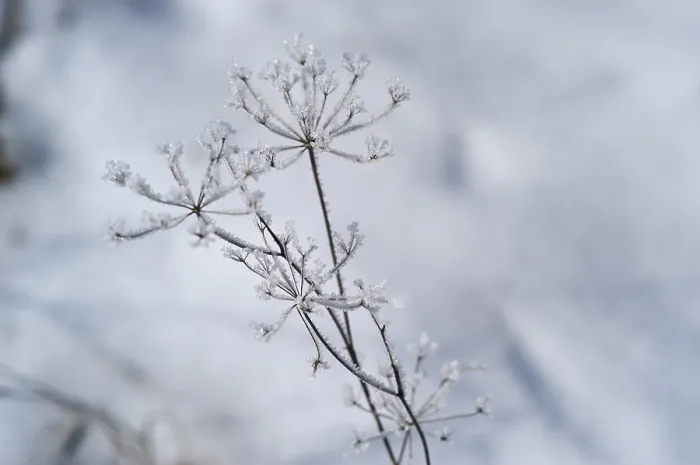 Gerahmter Druck : Umbella in Schneetreiben Gerahmter Druck : Umbella in Schneetreiben