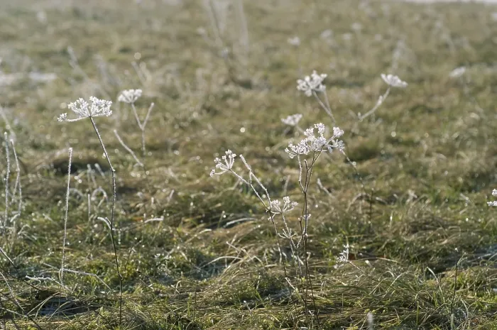 Gerahmter Druck : Umbel mit Schneeschleier Gerahmter Druck : Umbel mit Schneeschleier