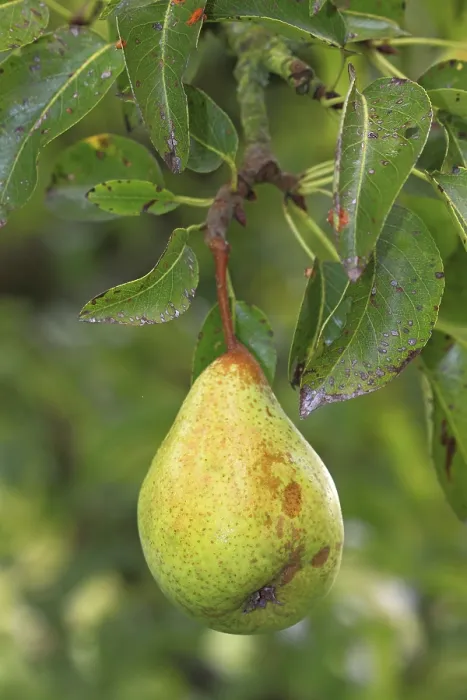 Gerahmter Druck : Unbehandelter Birnbaum auf einem Baum. Gerahmter Druck : Unbehandelter Birnbaum auf einem Baum.