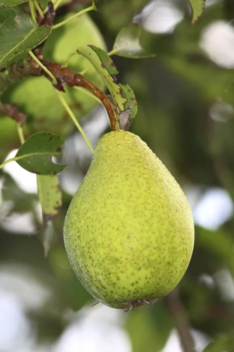 Gerahmter Druck : Unbehandelter Birnbaum auf einem Baum. Gerahmter Druck : Unbehandelter Birnbaum auf einem Baum.