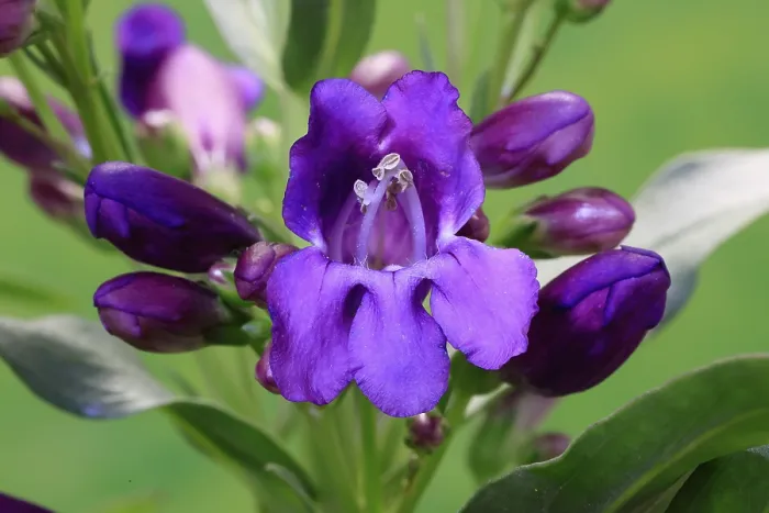 Gerahmter Druck : Penstemon strictus Gerahmter Druck : Penstemon strictus