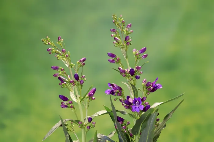 Gerahmter Druck : Penstemon strictus Gerahmter Druck : Penstemon strictus