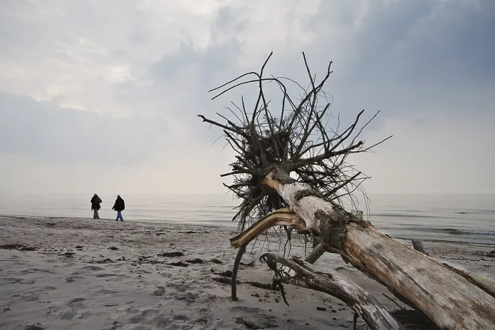 Gerahmter Druck : Ein umgestürzter Baum an der Ostseeküste. Gerahmter Druck : Ein umgestürzter Baum an der Ostseeküste.