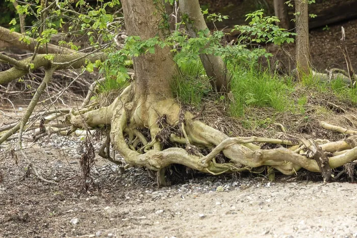 Gerahmter Druck : Gewurzter Baum, Strand, Ellenberg Gerahmter Druck : Gewurzter Baum, Strand, Ellenberg