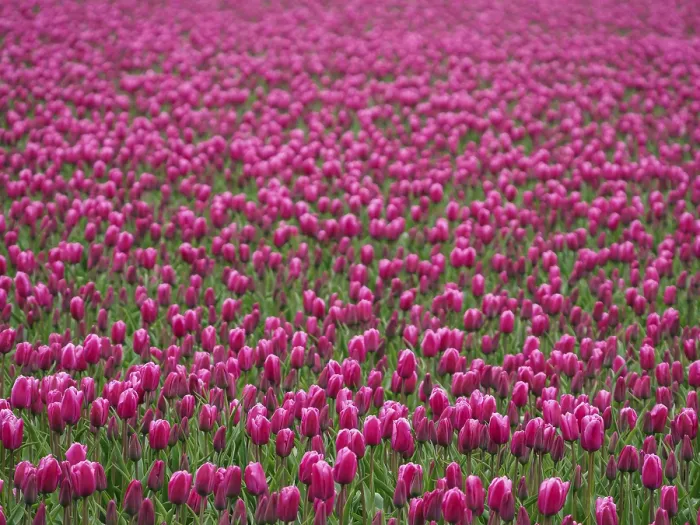 Gerahmter Druck : Urk, Niederlande