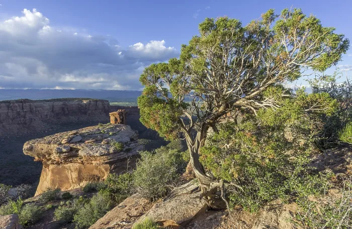 Gerahmter Druck : Utah-Juniper (Juniperus osteosperma) im Abendlicht. Gerahmter Druck : Utah-Juniper (Juniperus osteosperma) im Abendlicht.