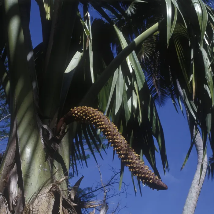 Gerahmter Druck : Der Coco de Mer - Baum auf der Seychellen-Insel Praslin. Gerahmter Druck : Der Coco de Mer - Baum auf der Seychellen-Insel Praslin.