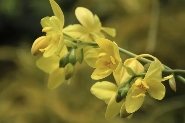 Gerahmter Druck : Vanda, Orchidee Gerahmter Druck : Vanda, Orchidee