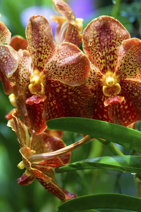 Gerahmter Druck : Vanda, Orchidee. Gerahmter Druck : Vanda, Orchidee.