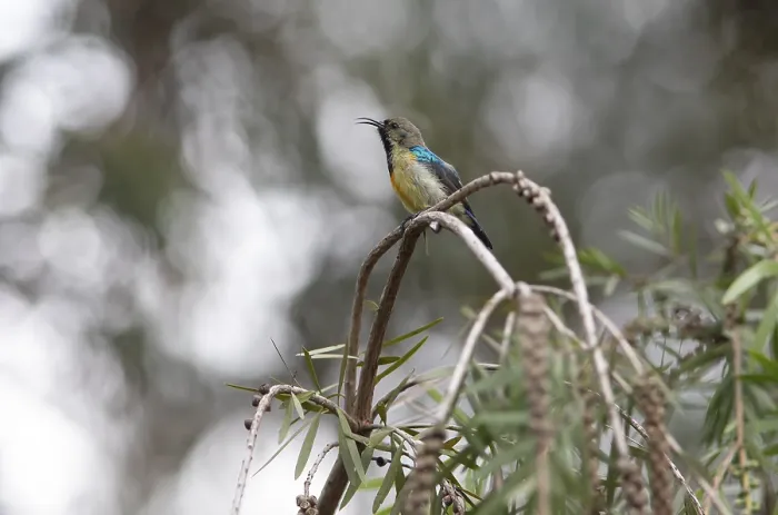 Gerahmter Druck : Variable Sonnenvogel (Cinnyris venustus), Musanze oder Ruhenegeri, Ruanda Gerahmter Druck : Variable Sonnenvogel (Cinnyris venustus), Musanze oder Ruhenegeri, Ruanda