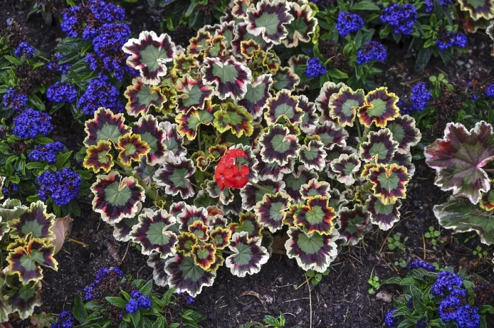 Gerahmter Druck : Variegiertes Geranie (Pelargonium zonale) Gerahmter Druck : Variegiertes Geranie (Pelargonium zonale)