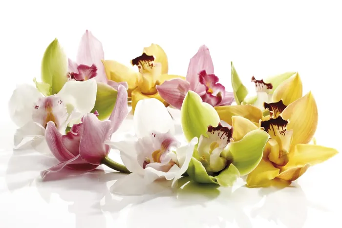 Gerahmter Druck : Verschiedene farbige Orchideen. Gerahmter Druck : Verschiedene farbige Orchideen.