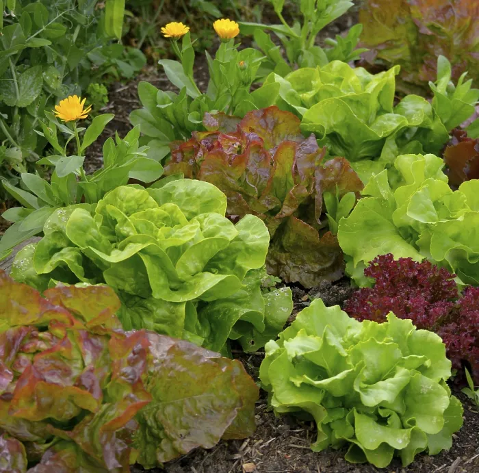 Gerahmter Druck : Verschiedene Salate im Garten. Gerahmter Druck : Verschiedene Salate im Garten.