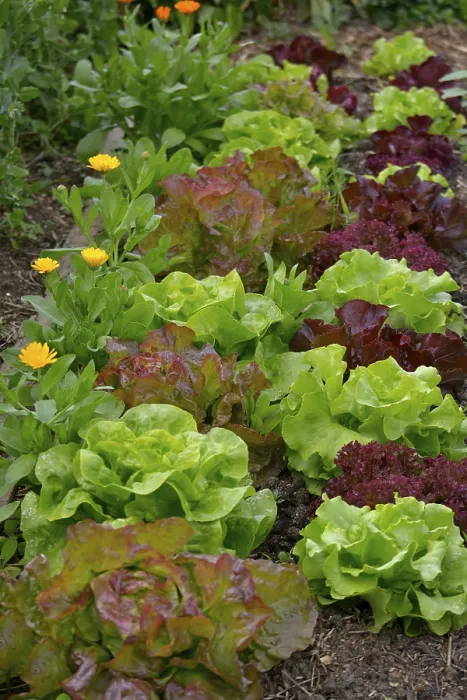 Gerahmter Druck : Verschiedene Salate im Garten. Gerahmter Druck : Verschiedene Salate im Garten.