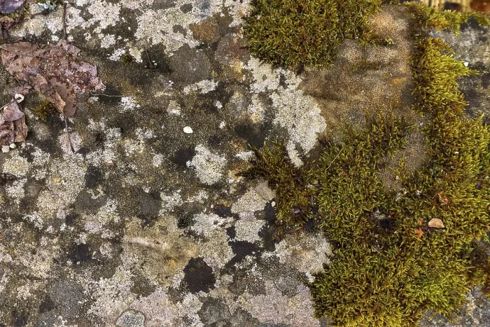 Gerahmter Druck : Verschiedene Moose auf Kalksandstein. Gerahmter Druck : Verschiedene Moose auf Kalksandstein.