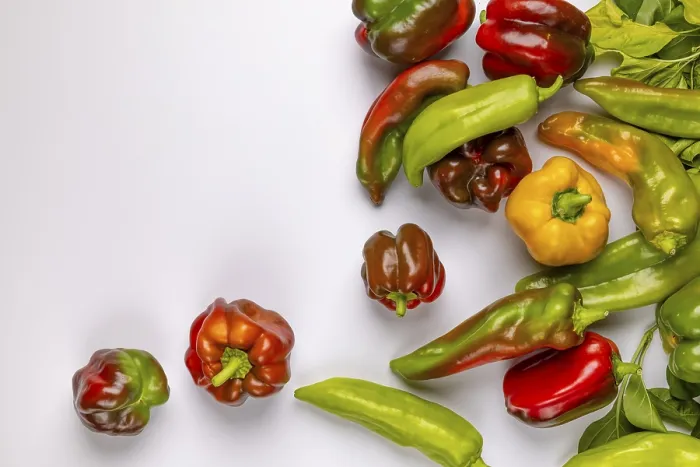 Gerahmter Druck : Verschiedene Paprikasorten (Capsicum), rot. Gerahmter Druck : Verschiedene Paprikasorten (Capsicum), rot.