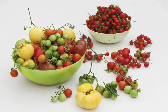 Gerahmter Druck : Verschiedene Tomatensorten Gerahmter Druck : Verschiedene Tomatensorten