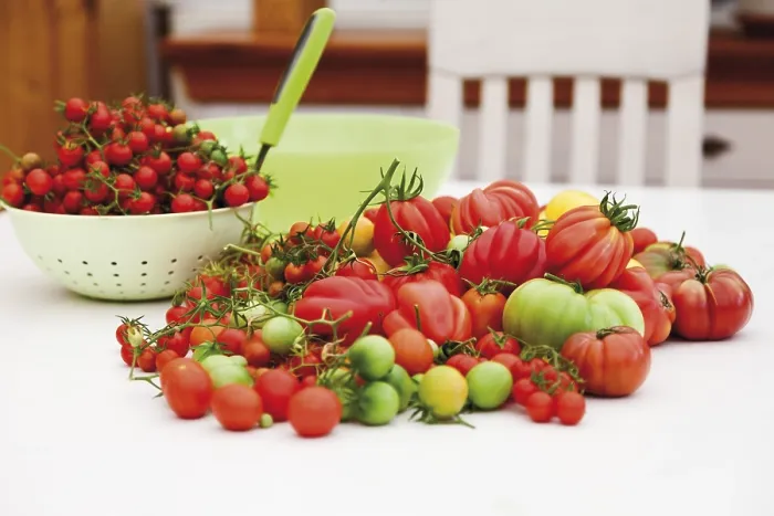 Gerahmter Druck : Verschiedene Tomatenarten Gerahmter Druck : Verschiedene Tomatenarten