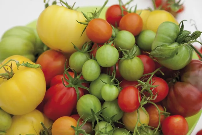 Gerahmter Druck : Verschiedene Tomatensorten. Gerahmter Druck : Verschiedene Tomatensorten.