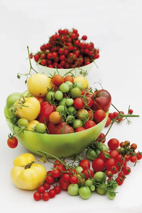Gerahmter Druck : Verschiedene Tomatensorten. Gerahmter Druck : Verschiedene Tomatensorten.