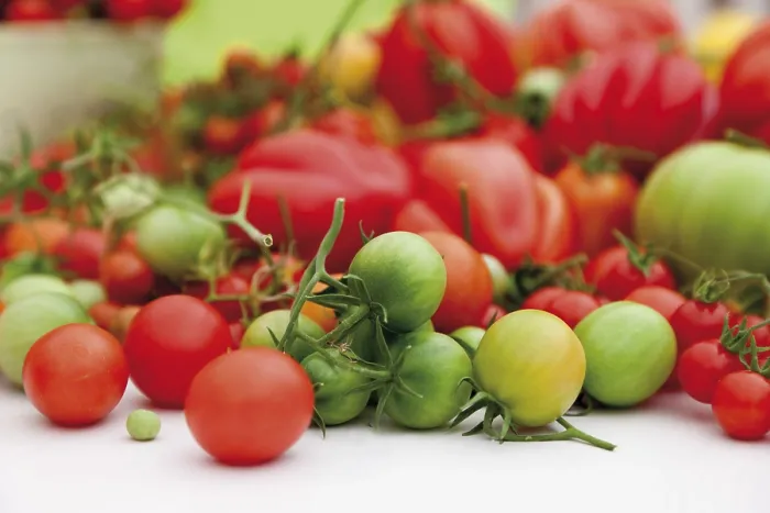Gerahmter Druck : Verschiedene Tomatenarten. Gerahmter Druck : Verschiedene Tomatenarten.