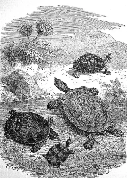 Gerahmter Druck : Viele Echsen auf der Strände von Java um das Jahr 1880 Gerahmter Druck : Viele Echsen auf der Strände von Java um das Jahr 1880