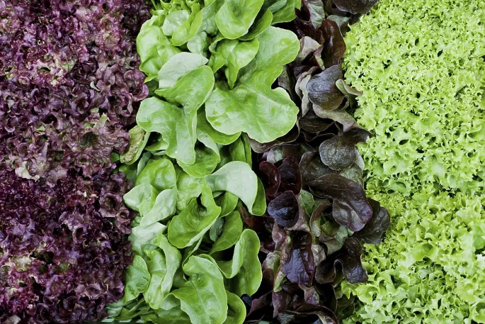 Gerahmter Druck : Verschiedene Arten von Salat. Gerahmter Druck : Verschiedene Arten von Salat.