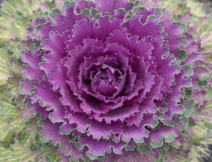 Gerahmter Druck : Gemüsegemüse (Brassica oleracea) Gerahmter Druck : Gemüsegemüse (Brassica oleracea)
