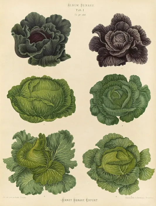 Gerahmter Druck : Historische Abbildung von Weißkohl, Rotkohl und Savoikohl nach Ernst Samuel Benary (10 November 1819 – 19 Februar 1893) Gerahmter Druck : Historische Abbildung von Weißkohl, Rotkohl und Savoikohl nach Ernst Samuel Benary (10 November 1819 – 19 Februar 1893)
